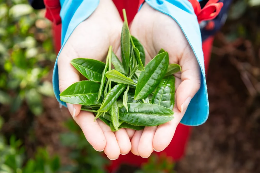 Two cupped hands holding freshly picked green tea leaves