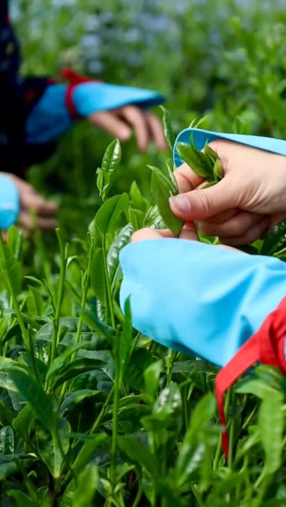 Hands picking tender green leaves from tea plants