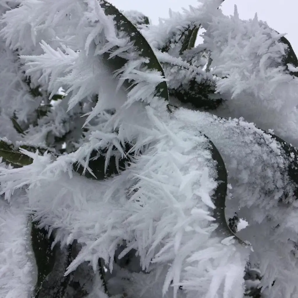 Green leaves coated with dense white ice crystals
