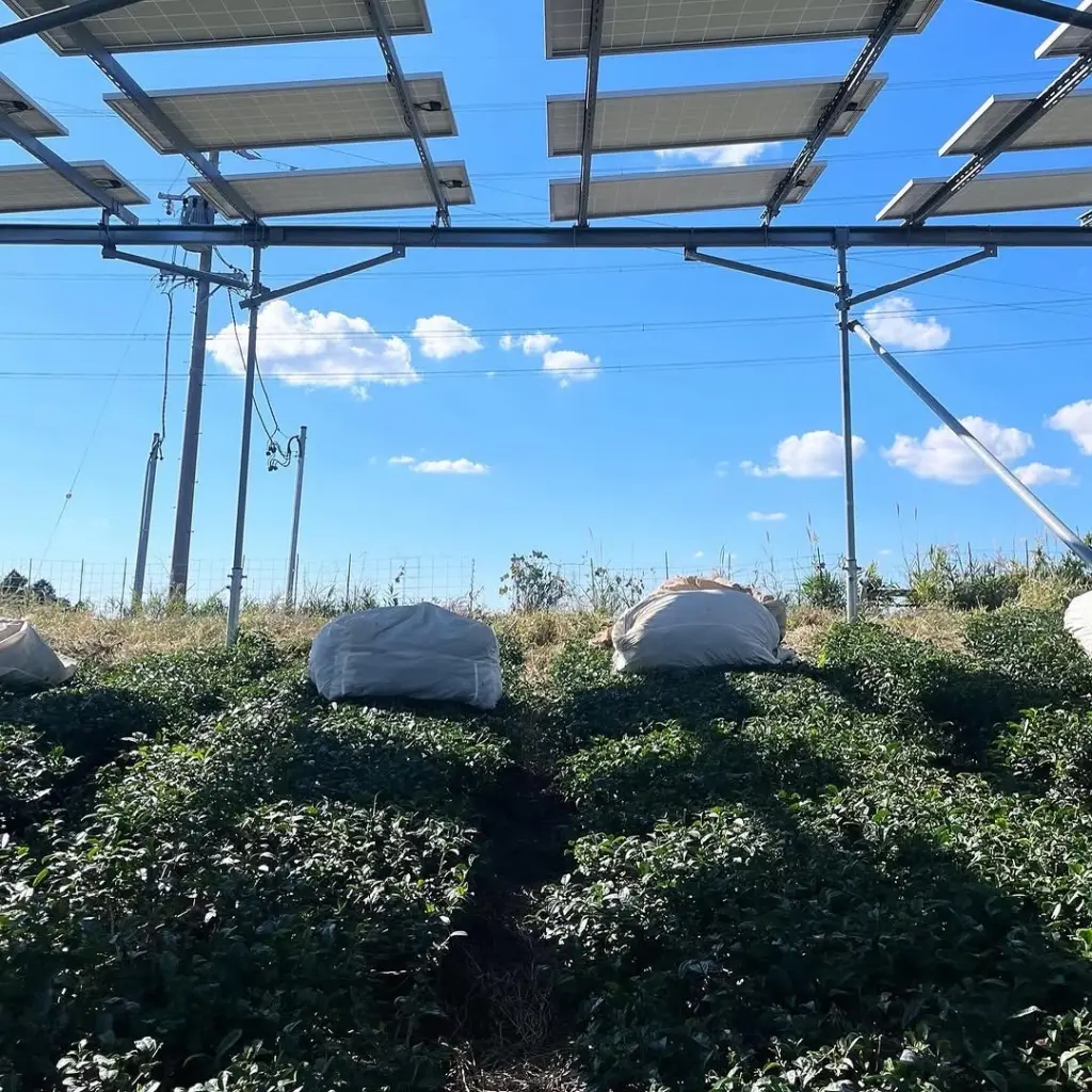 Covered bundles resting among hillside tea rows beneath solar panels