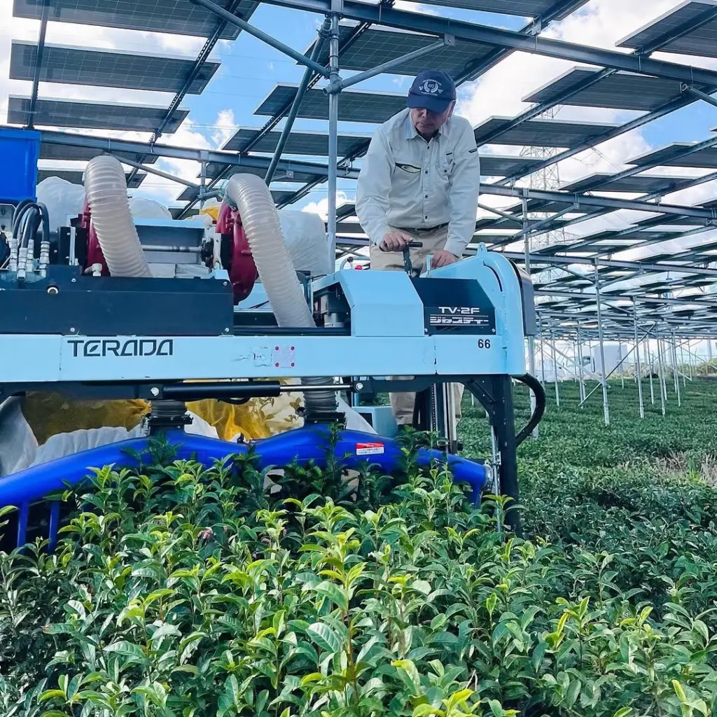 Worker operating a harvesting machine among tea bushes beneath elevated solar panels