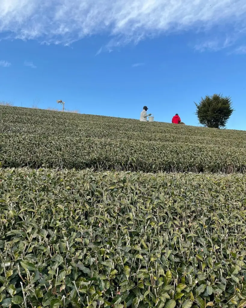 Two workers crossing a hillside covered in rows of tea bushes