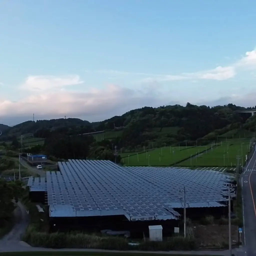 Hillside tea fields beside a large array of solar panels at dusk