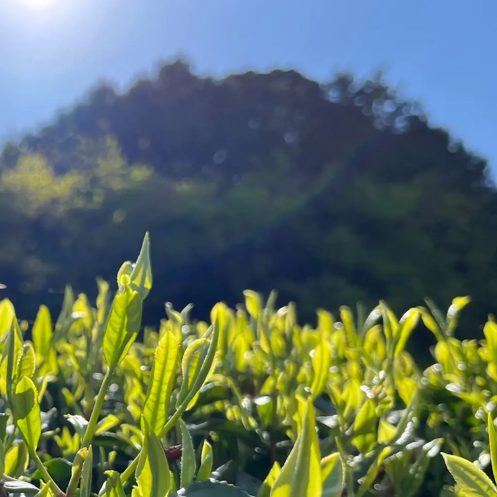 Tender green tea shoots glowing in direct sunlight