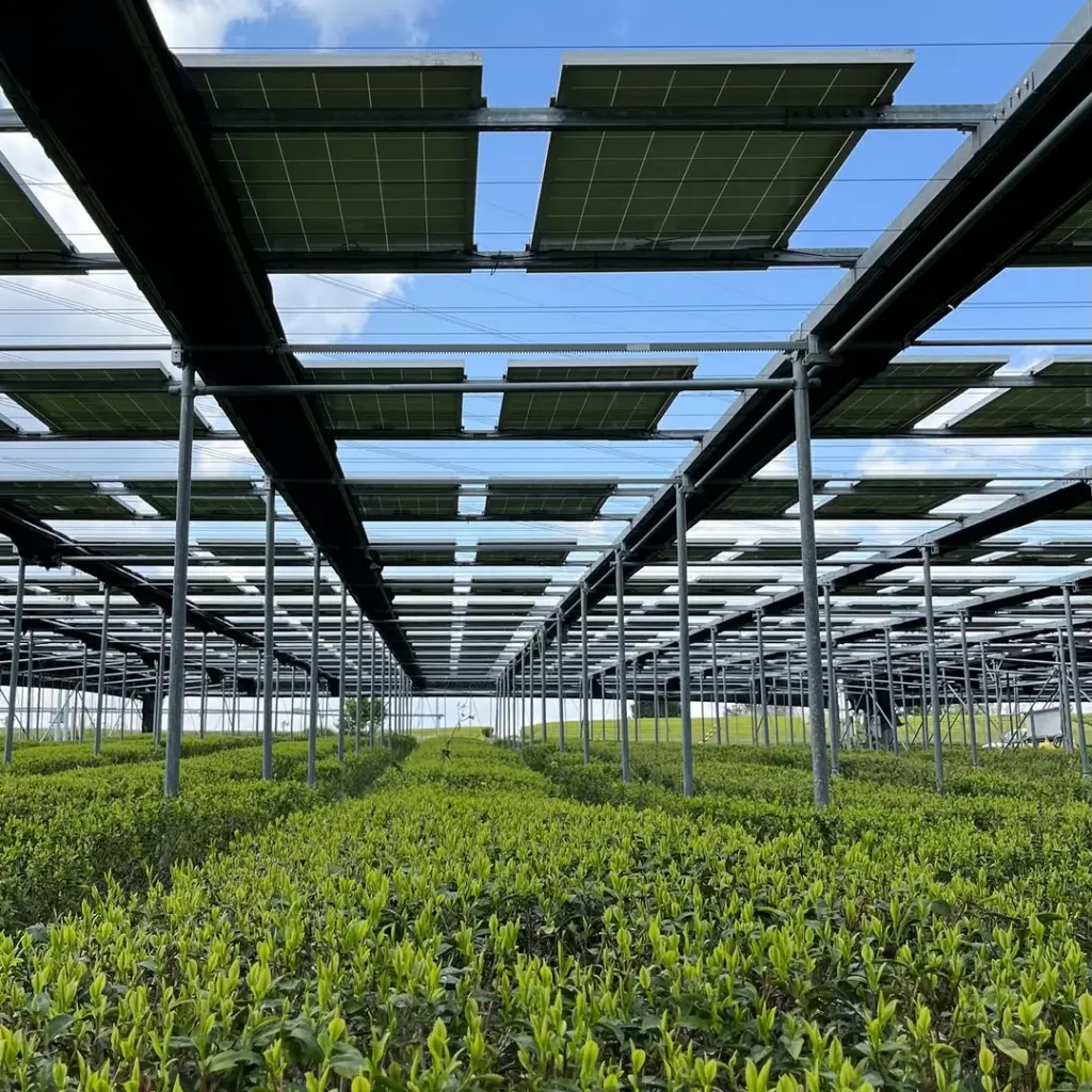 Rows of bright green tea plants beneath an elevated solar-panel canopy