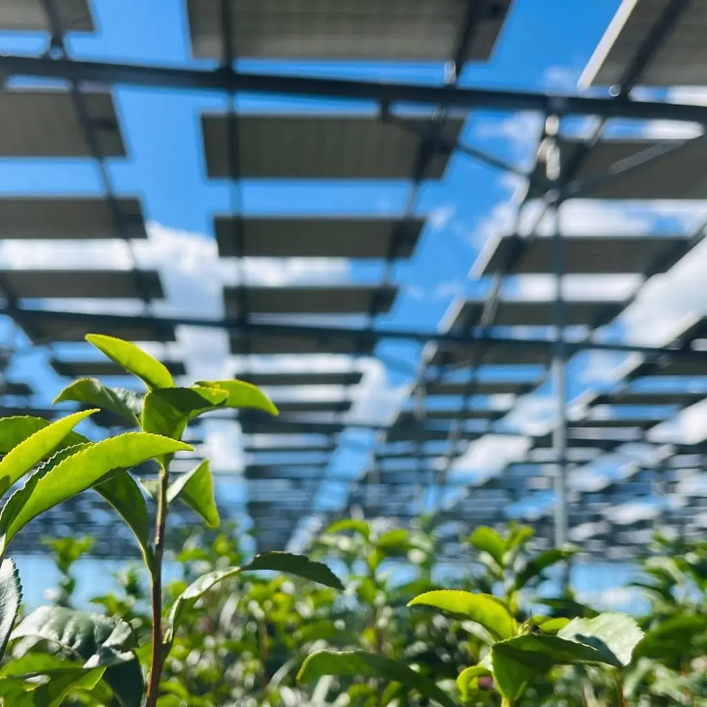 Sunlit young tea leaves beneath rows of elevated solar panels