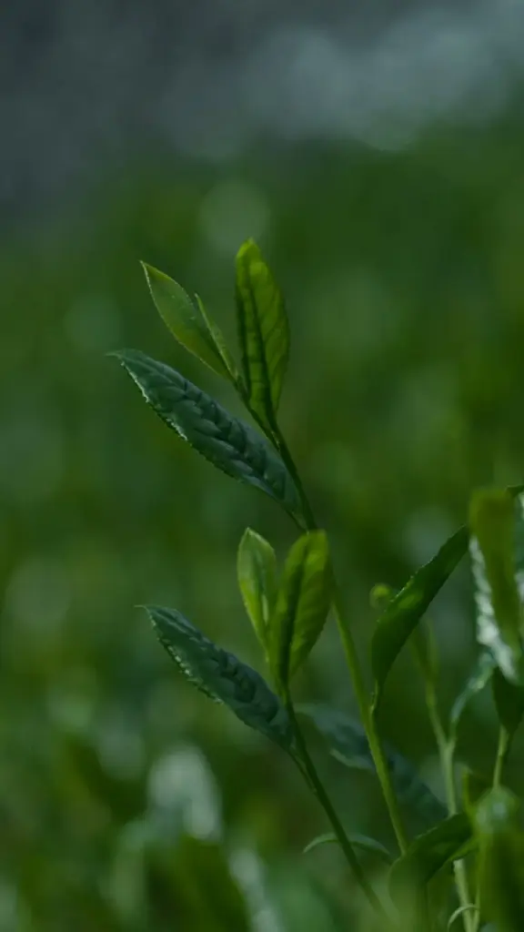 Tender green tea shoots against softly blurred foliage
