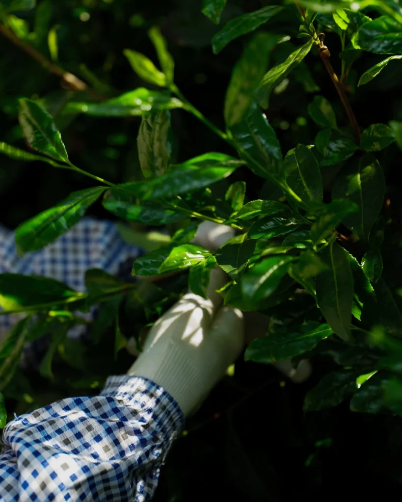 Gloved hand reaching through glossy green tea leaves