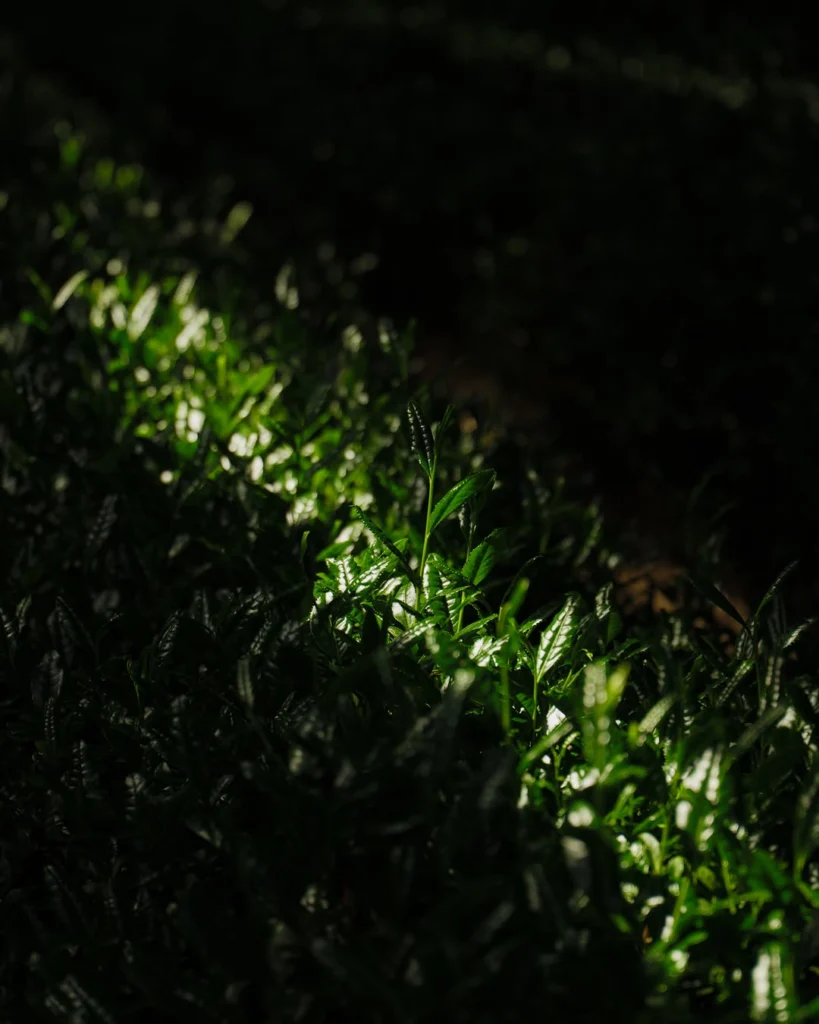 Young green tea shoots highlighted by sunlight among dark leaves