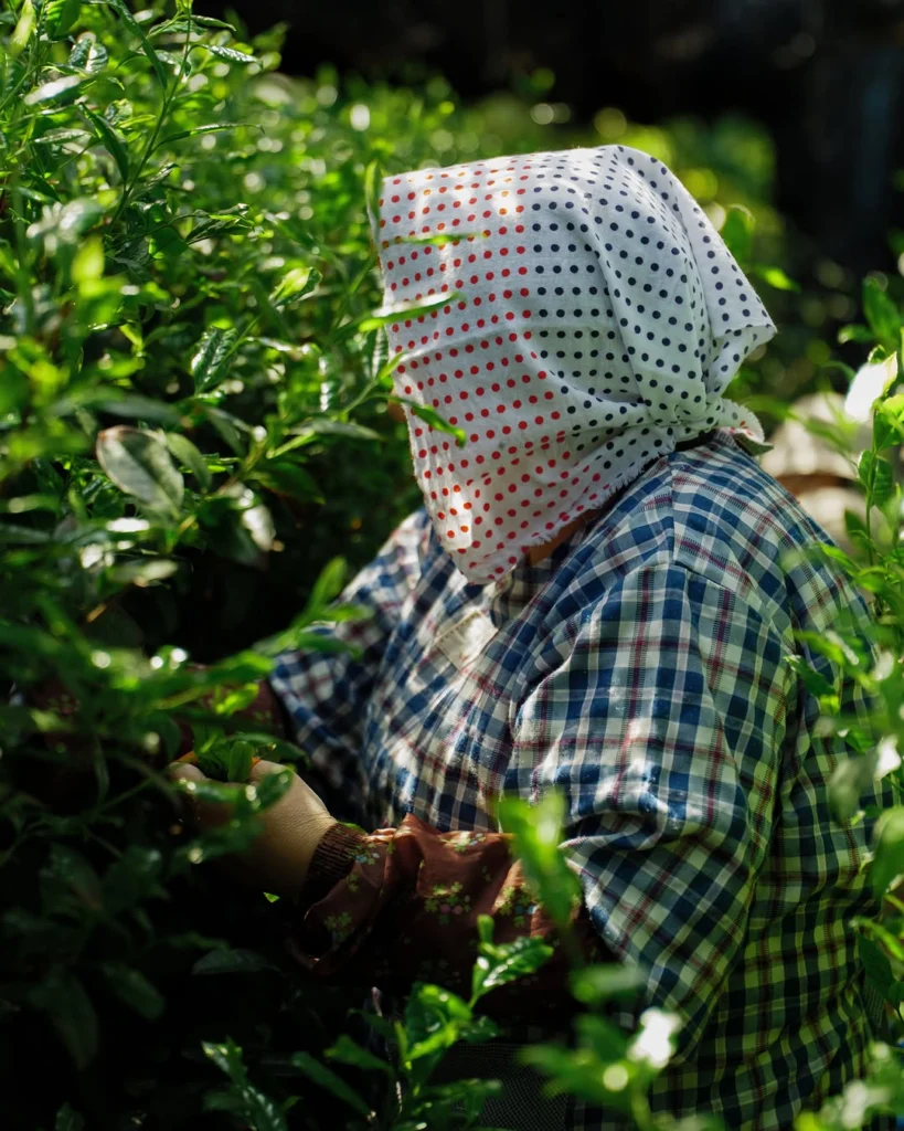 Worker in a checkered shirt and dotted head covering gathering tea leaves