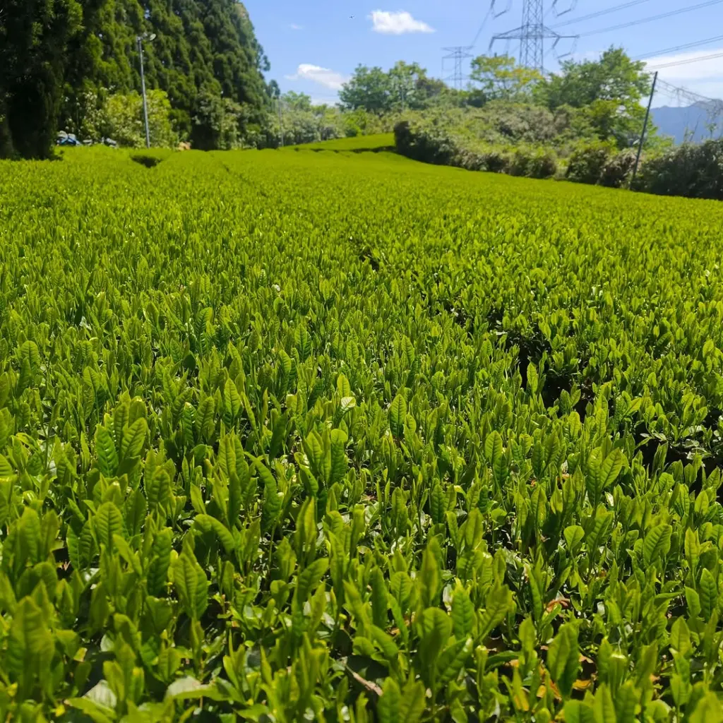 Rows of bright green tea plants beneath a blue sky