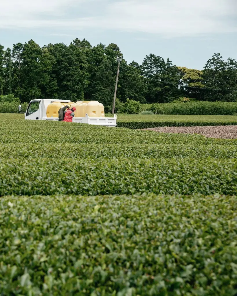 Worker beside a white tank truck among rows of tea plants