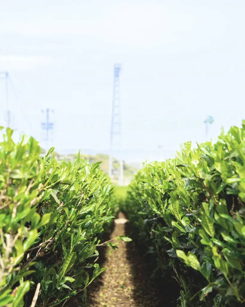 Narrow path between rows of glossy green tea plants