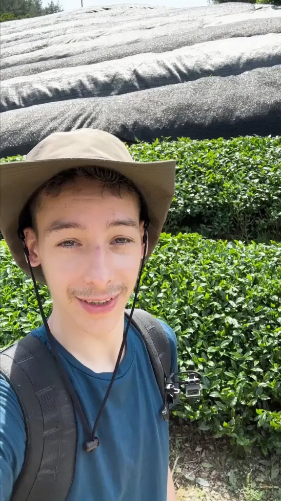 Person in a wide-brimmed hat taking a selfie among rows of tea bushes