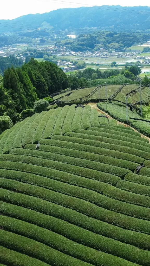Curving rows of green tea bushes covering a hillside above a valley