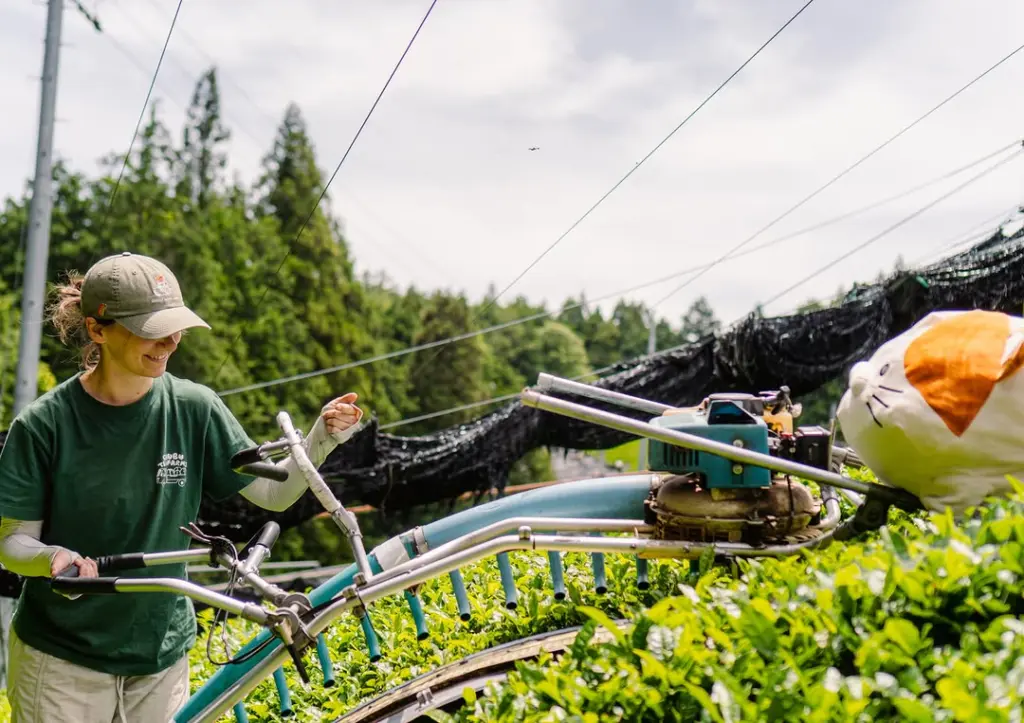 Worker guiding a harvesting machine across bright green tea bushes