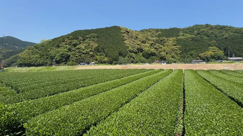 Long rows of green tea plants leading toward forested hills