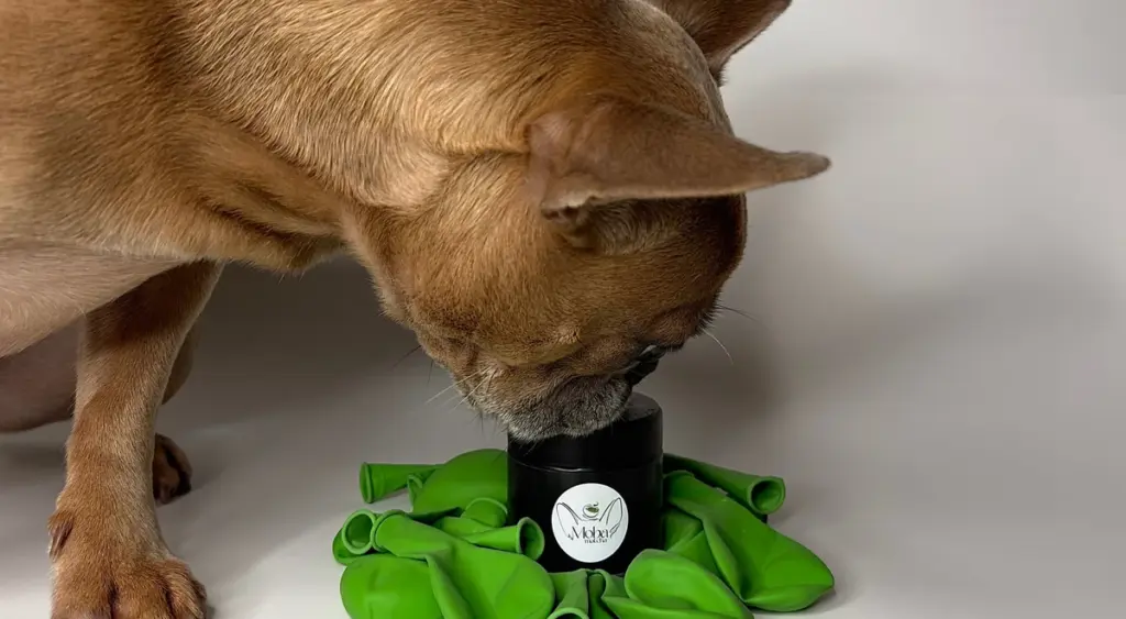 Moba Matcha dog inspecting a matcha jar surrounded by green balloons