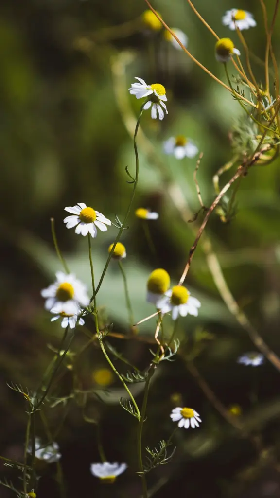 Small white flowers with yellow centers growing on slender green stems