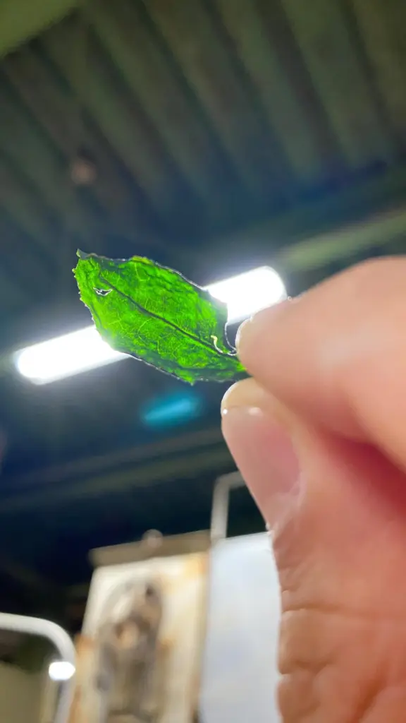 Small green tea leaf held between fingers against a bright light