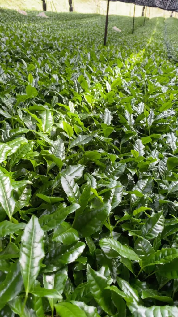 Dense glossy tea plants growing beneath elevated shade netting