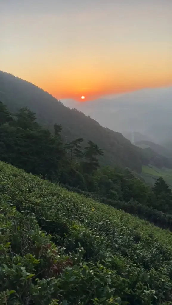 Orange sun rising over misty mountains and a green hillside tea field