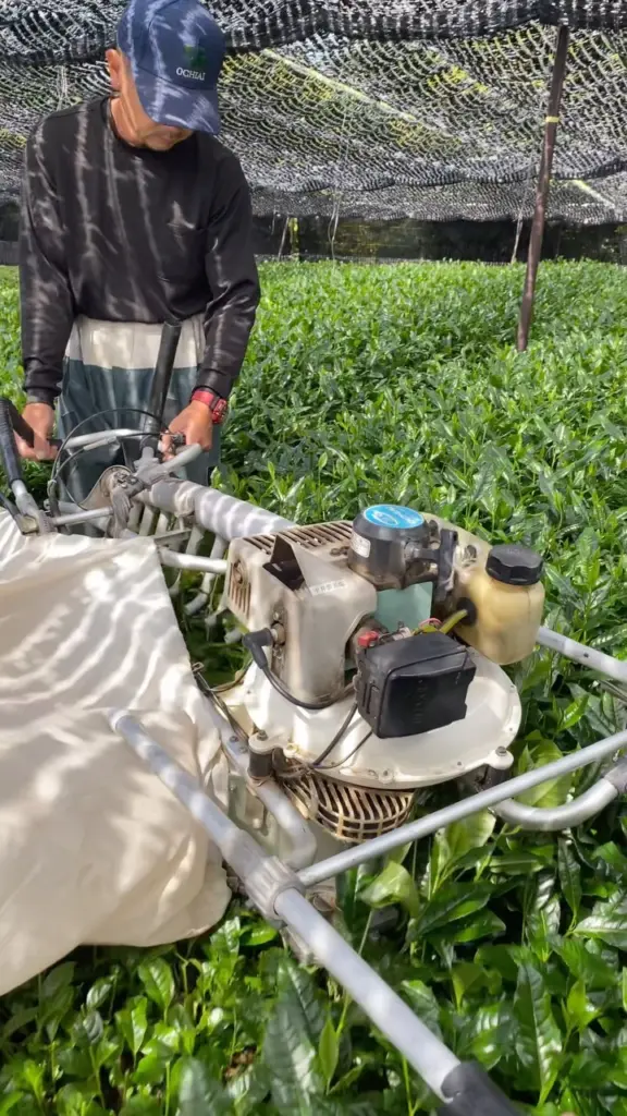 Worker operating a harvesting machine among tea plants under shade netting