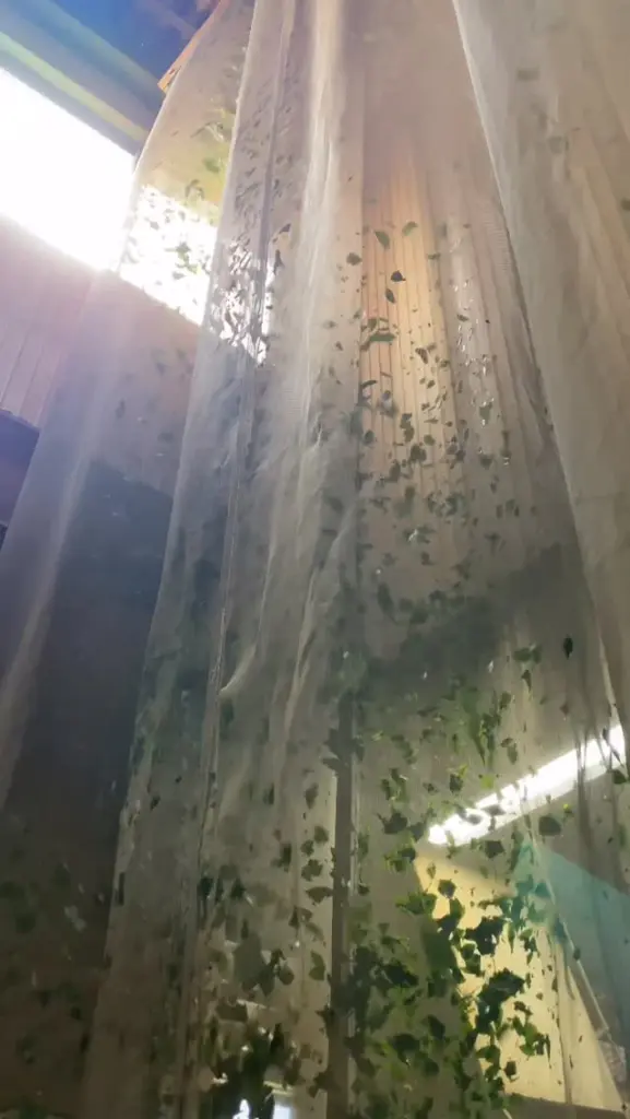Green leaf pieces caught in tall hanging mesh panels inside a facility