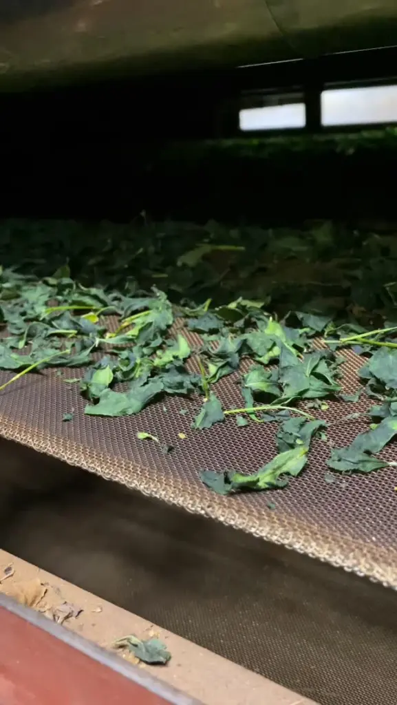 Green tea leaves scattered across a mesh conveyor belt