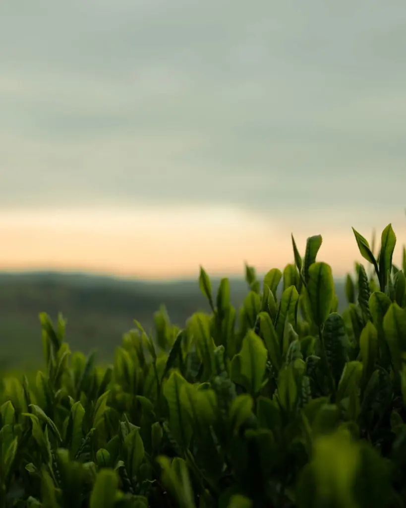 Dark green tea shoots beneath a softly glowing evening sky