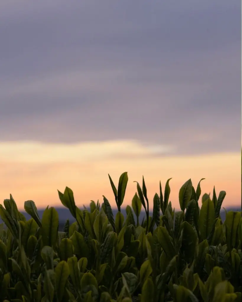 Fresh green tea shoots silhouetted against a warm sunset sky