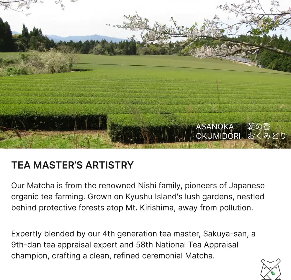 Rows of green tea plants beneath flowering branches with Asanoka and Okumidori cultivar names