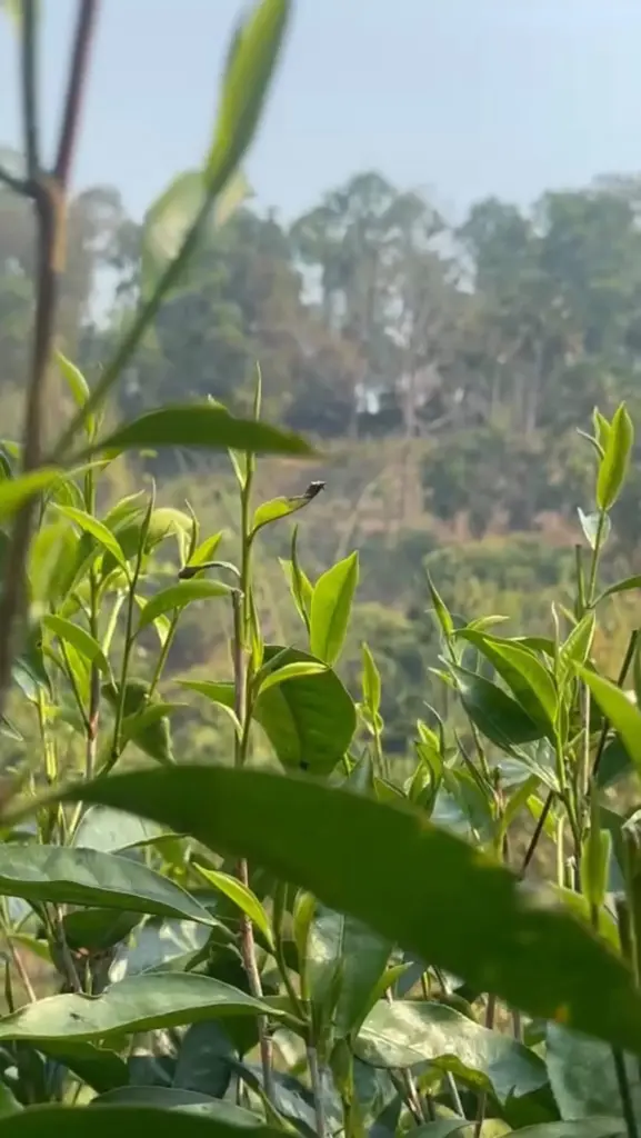 Fresh green tea shoots and leaves in sunlight
