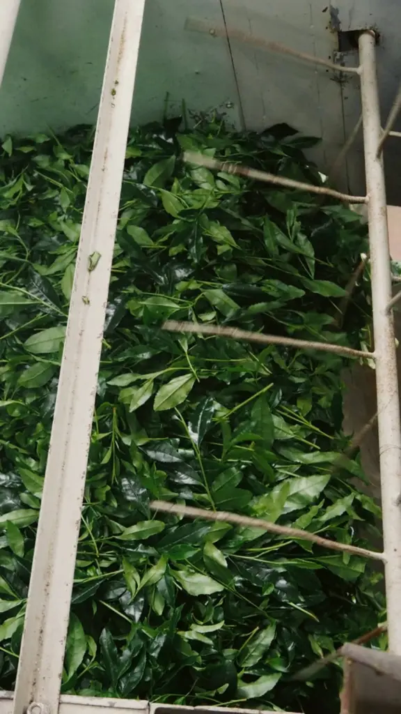 Fresh green tea leaves filling a metal processing bin