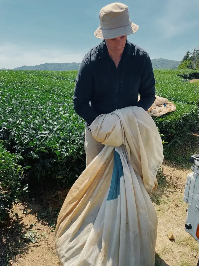 Person in a sun hat carrying a large cloth between rows of tea plants