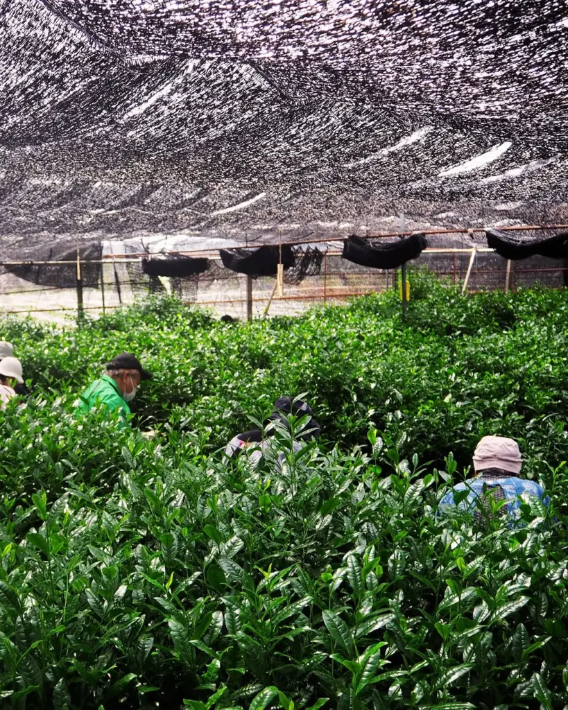 Several workers among dense tea bushes beneath black shade cloth
