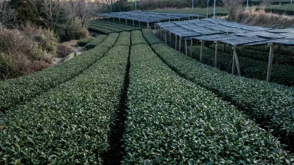 Dense tea rows beneath dark shade cloth fill low hills bordered by cool-season vegetation.