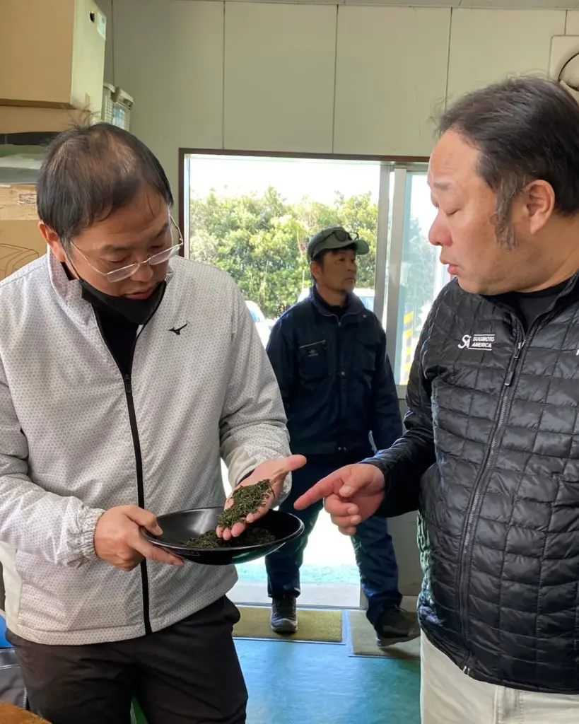 Two men examining dried green tea leaves held over a black tray