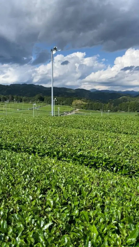 Rows of green tea plants beneath dark clouds with forested mountains beyond