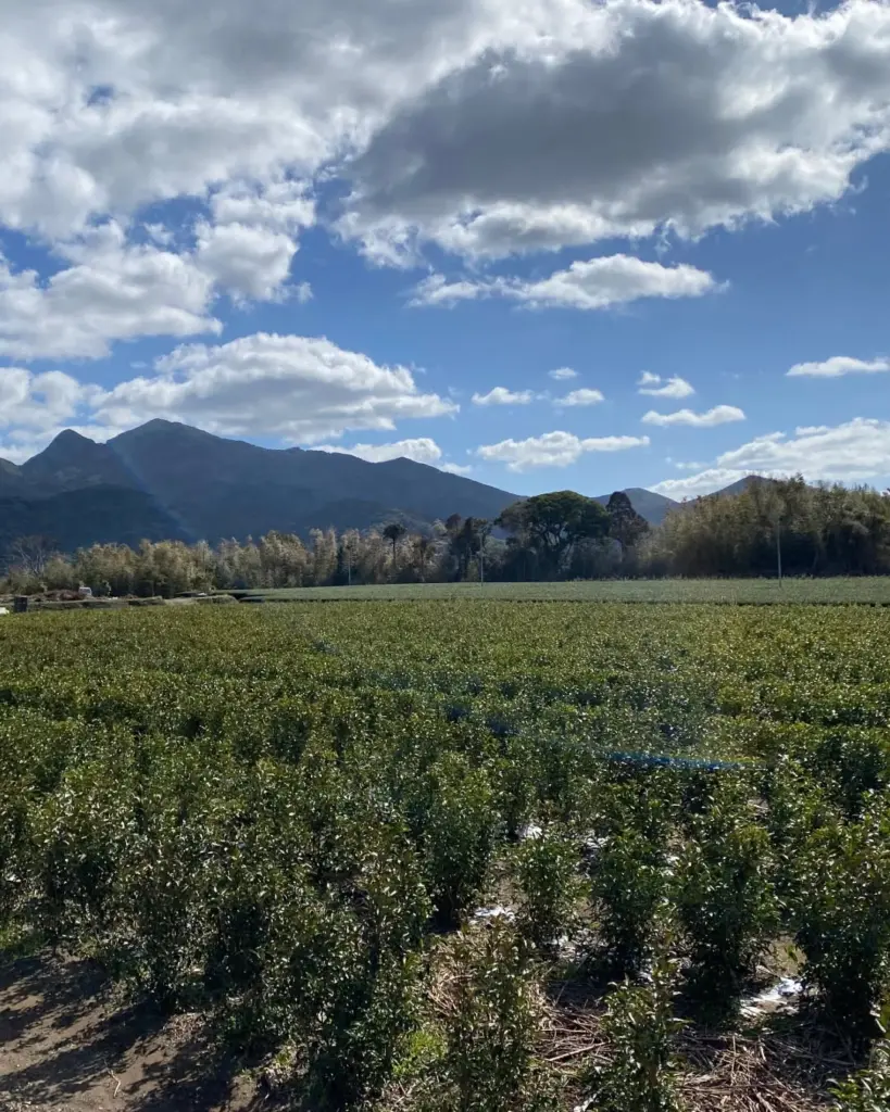 Rows of tea bushes extending toward mountains beneath scattered clouds