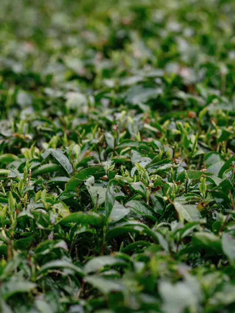 Young light-green shoots among glossy tea leaves