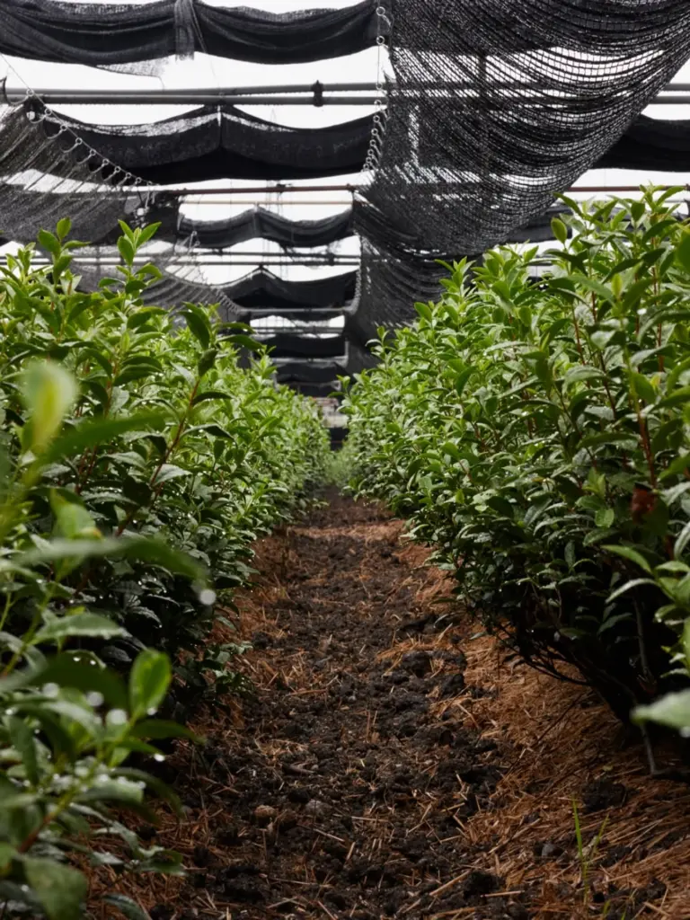Rows of green plants beneath draped black shade netting