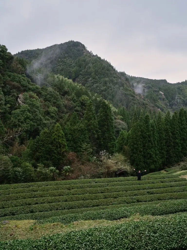 Rows of green tea plants below a misty forested mountain