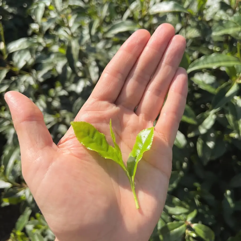 Tender green tea leaves resting on an open palm