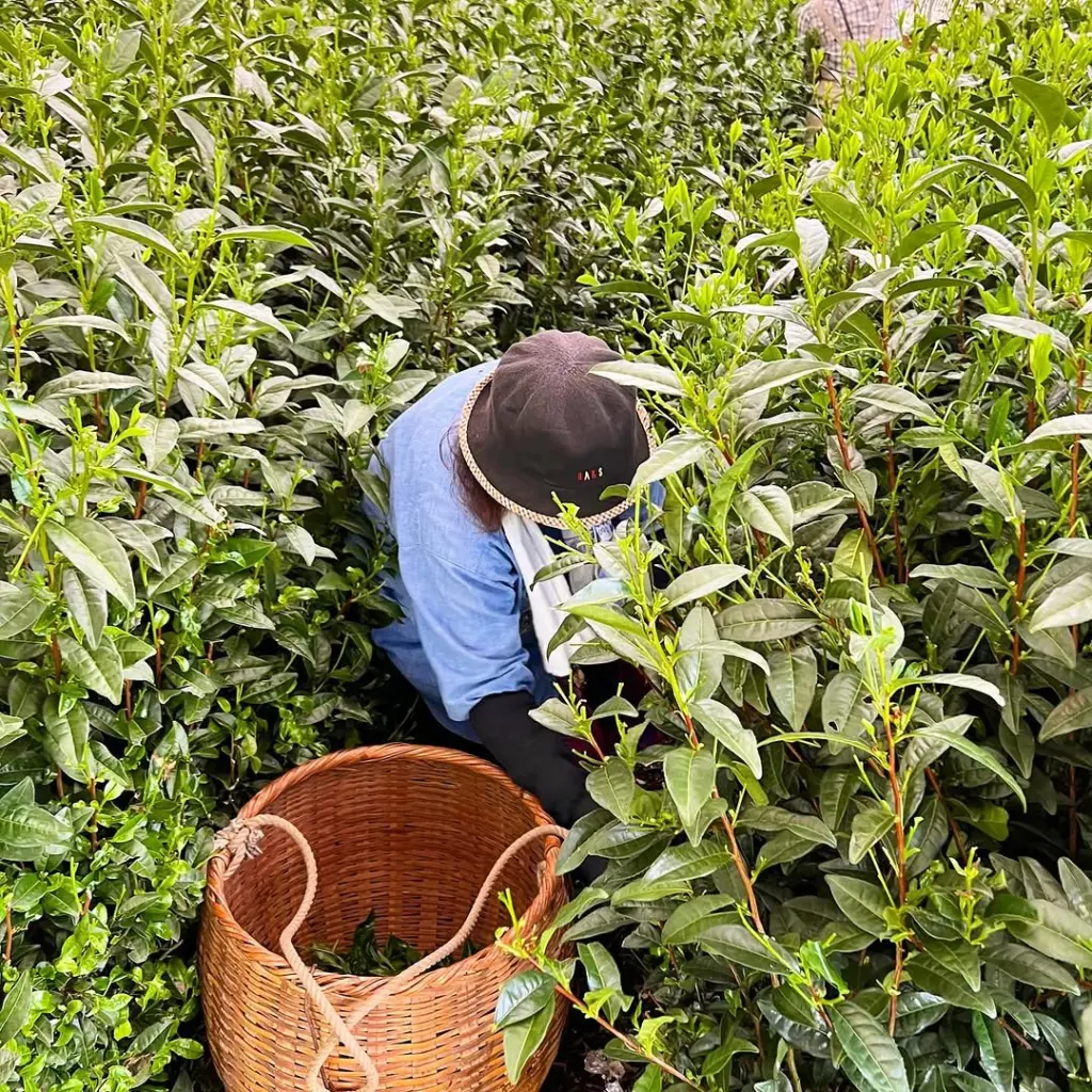 Worker gathering fresh tea leaves beside a woven basket