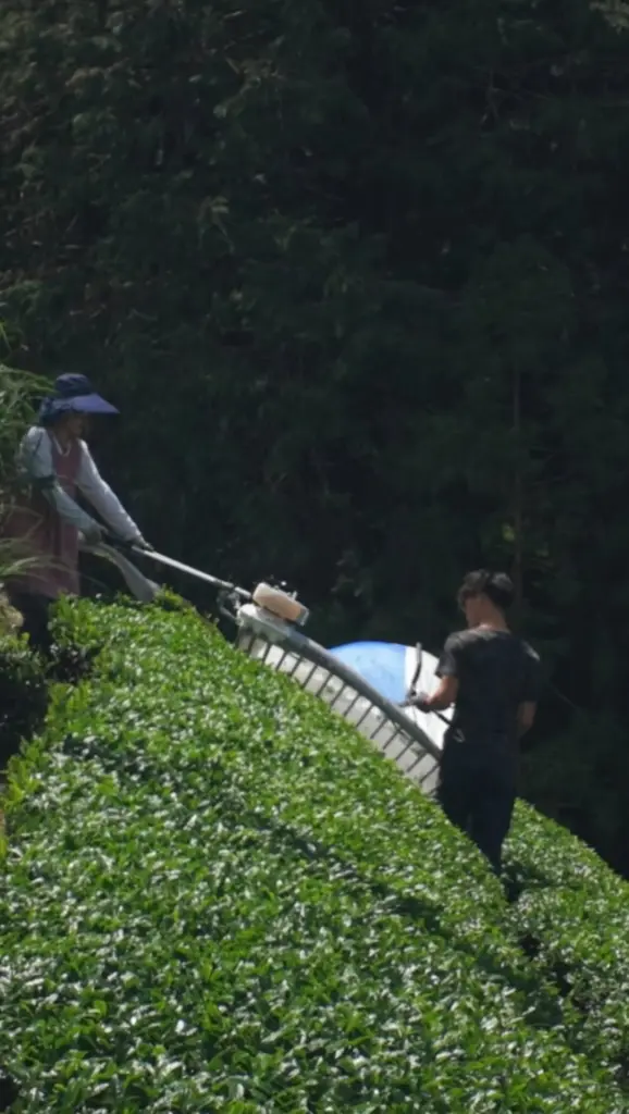 Two workers guiding equipment through rows of dense green plants