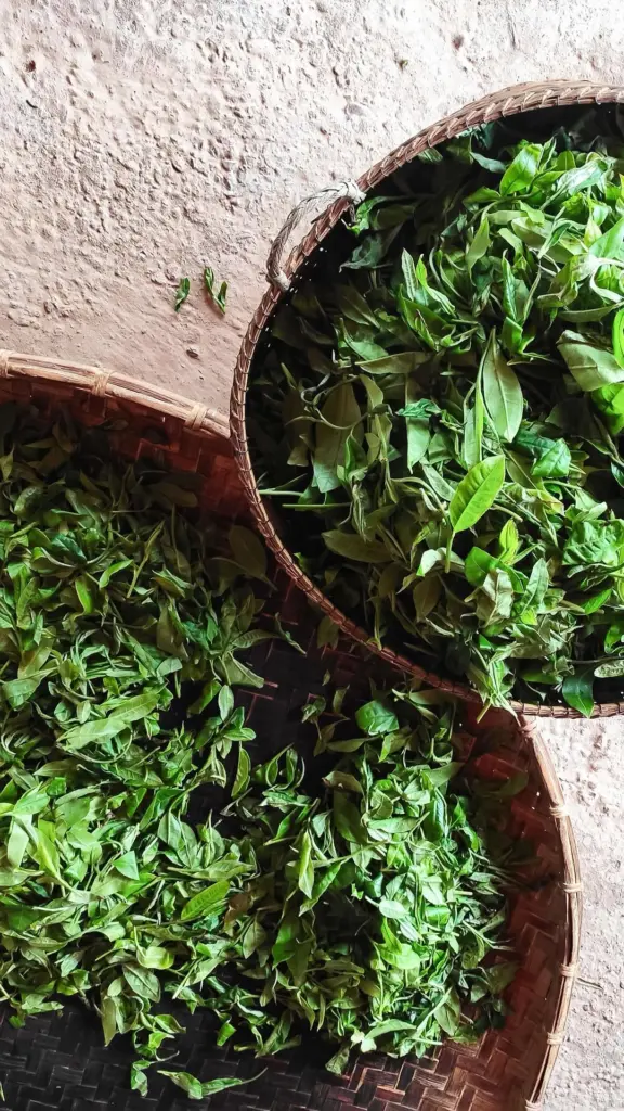 Fresh green tea leaves spread across overlapping woven baskets