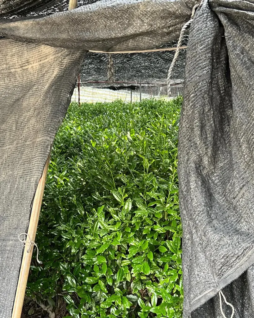 Dense green tea plants growing beneath black shade cloth