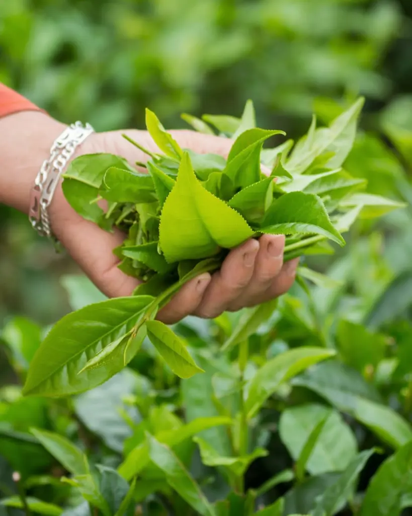 Hands holding a bundle of freshly picked green tea leaves