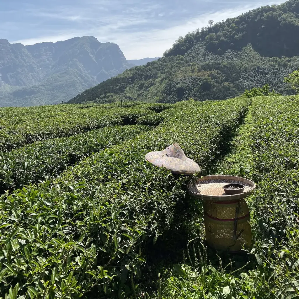 Rows of tea bushes with a harvesting basket and hat beneath forested mountains